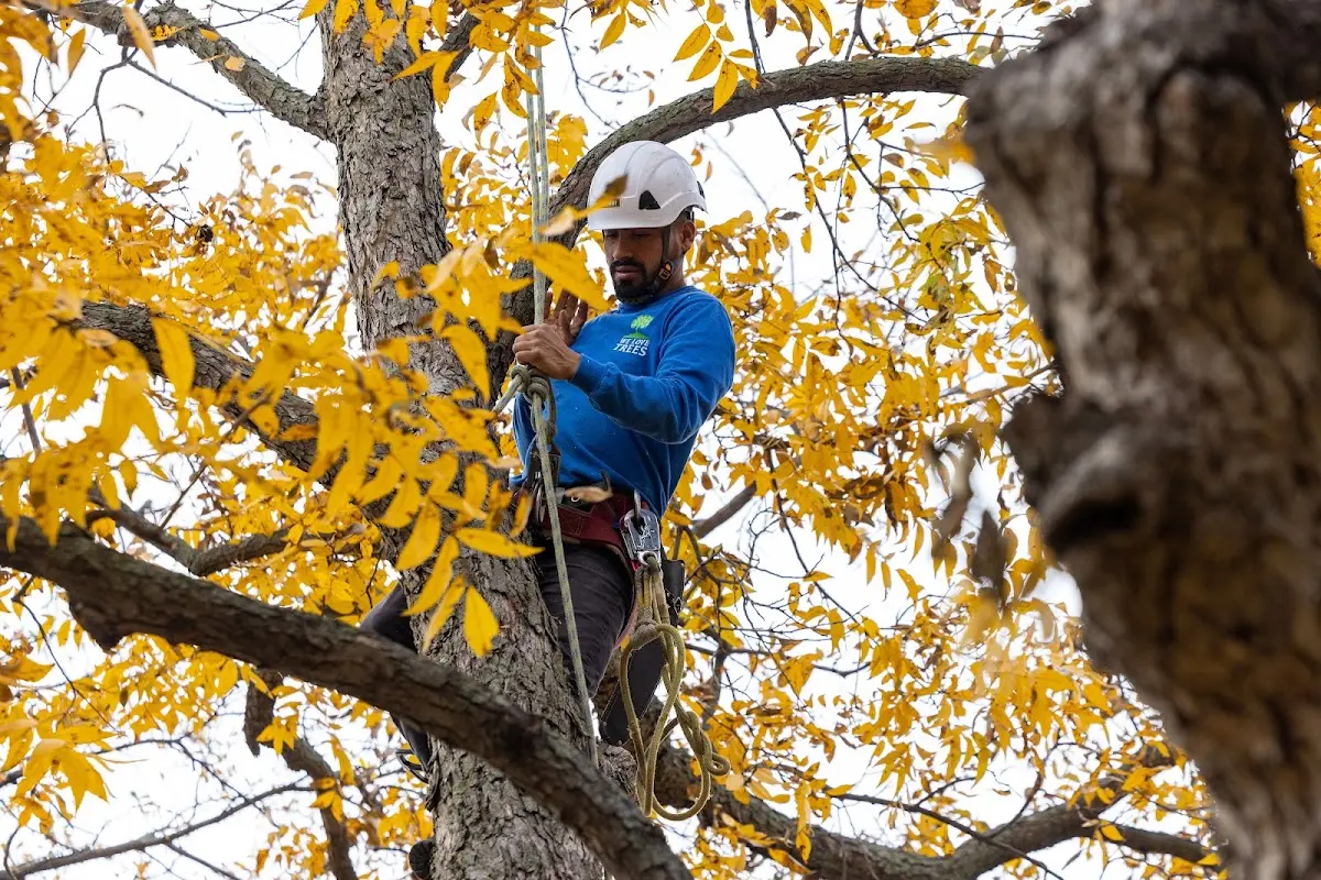 Skilled Tree Transplanting crew working in Carsonville